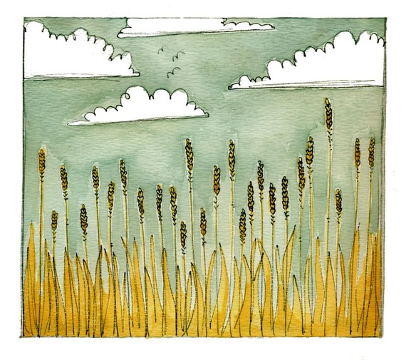 Fields by Tara Put