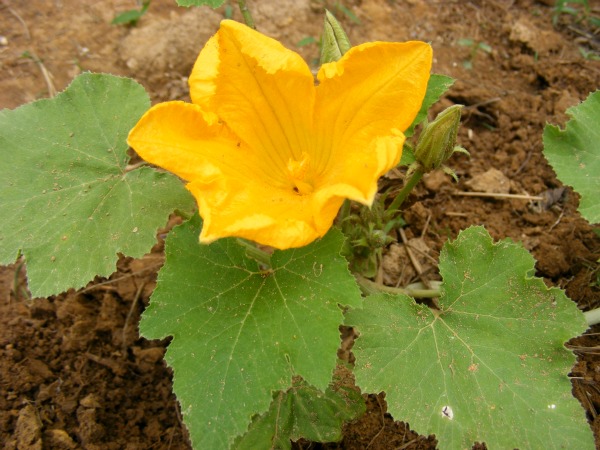 zucchini blossom